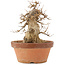 Acer buergerianum, 21 cm, ± 15 anni