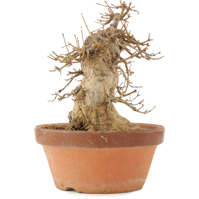 Acer buergerianum, 21 cm, ± 15 ans