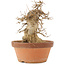 Acer buergerianum, 21 cm, ± 15 anni