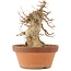 Acer buergerianum, 21 cm, ± 15 anni
