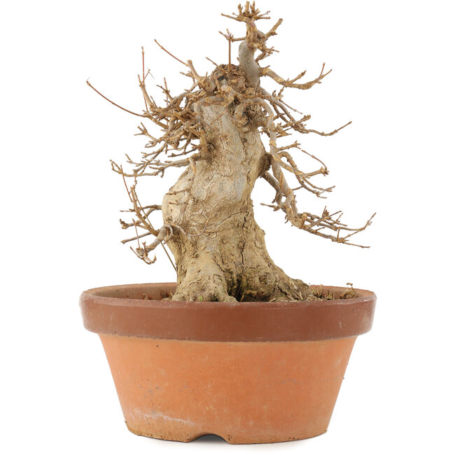 Acer buergerianum, 21 cm, ± 15 ans