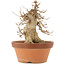 Acer buergerianum, 21 cm, ± 15 anni