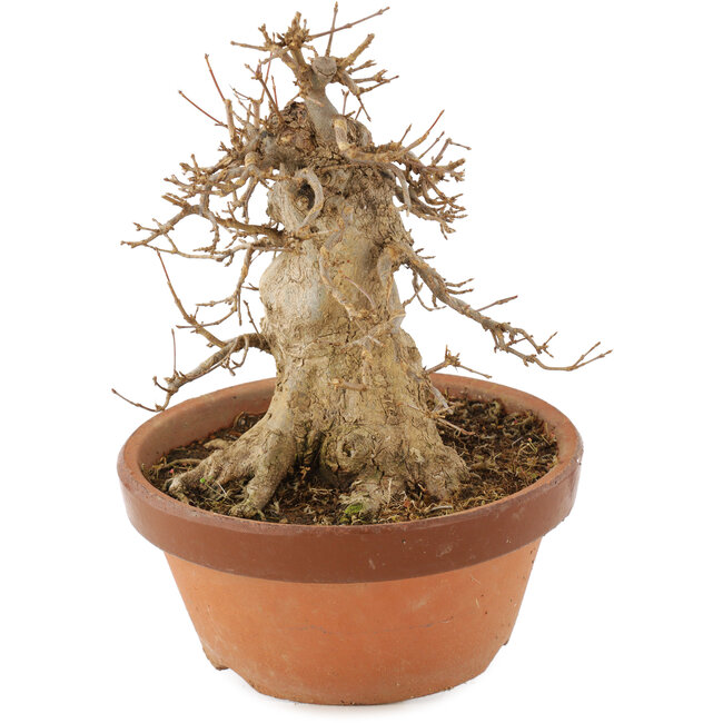 Acer buergerianum, 21 cm, ± 15 ans