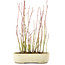 Acer palmatum, 24 cm, ± 4 ans