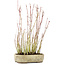 Acer palmatum, 28 cm, ± 4 jaar oud