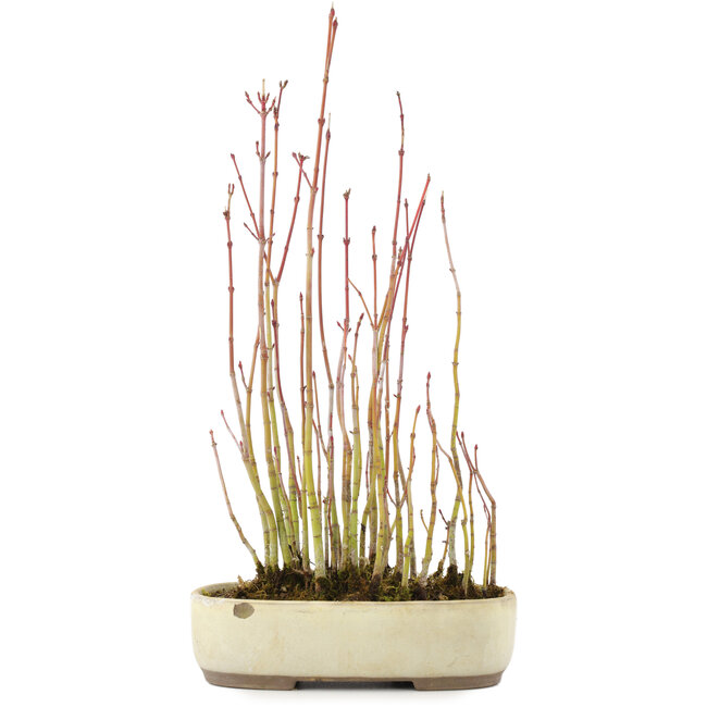 Acer palmatum, 29 cm, ± 4 jaar oud, in pot met chip