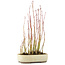 Acer palmatum, 29 cm, ± 4 ans, en pot avec puce