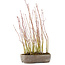 Acer palmatum, 27,5 cm, ± 4 jaar oud