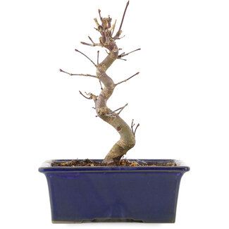 Acer palmatum Deshojo, 18,5 cm, ± 5 anni