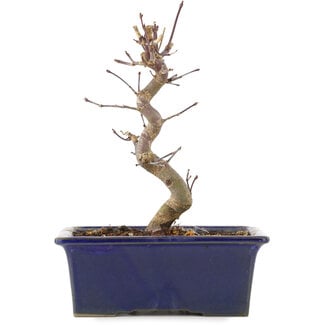 Acer palmatum Deshojo, 18,5 cm, ± 5 Jahre alt