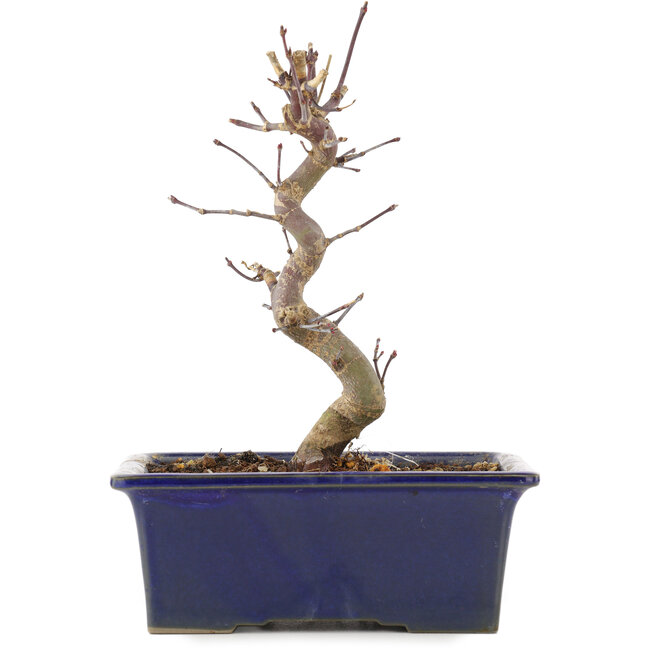 Acer palmatum Deshojo, 18,5 cm, ± 5 jaar oud