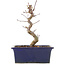 Acer palmatum Deshojo, 18,5 cm, ± 5 anni
