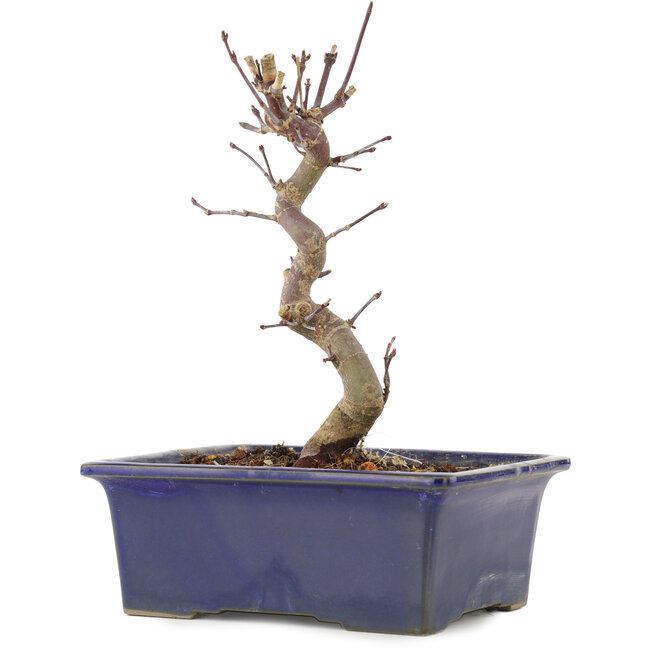 Acer palmatum Deshojo, 18,5 cm, ± 5 years old