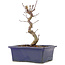 Acer palmatum Deshojo, 18,5 cm, ± 5 jaar oud