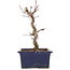 Acer palmatum Deshojo, 18,5 cm, ± 5 years old
