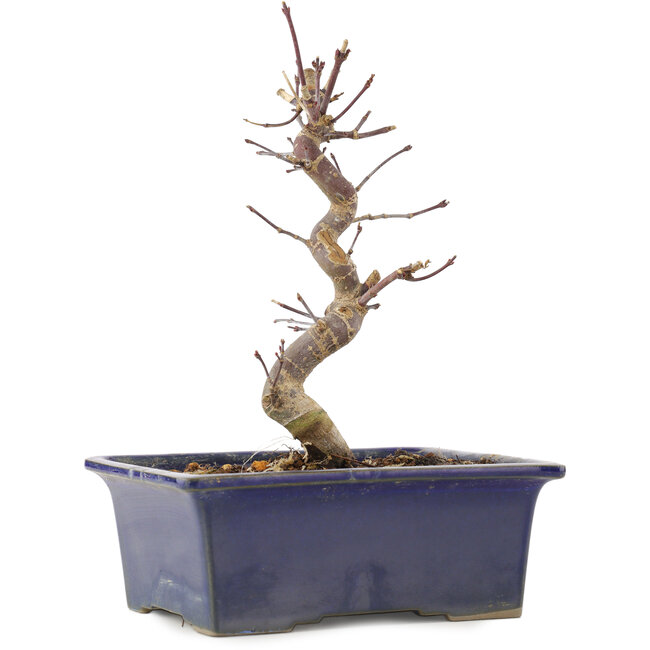 Acer palmatum Deshojo, 18,5 cm, ± 5 jaar oud