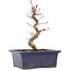 Acer palmatum Deshojo, 18,5 cm, ± 5 anni