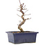 Acer palmatum Deshojo, 18,5 cm, ± 5 Jahre alt