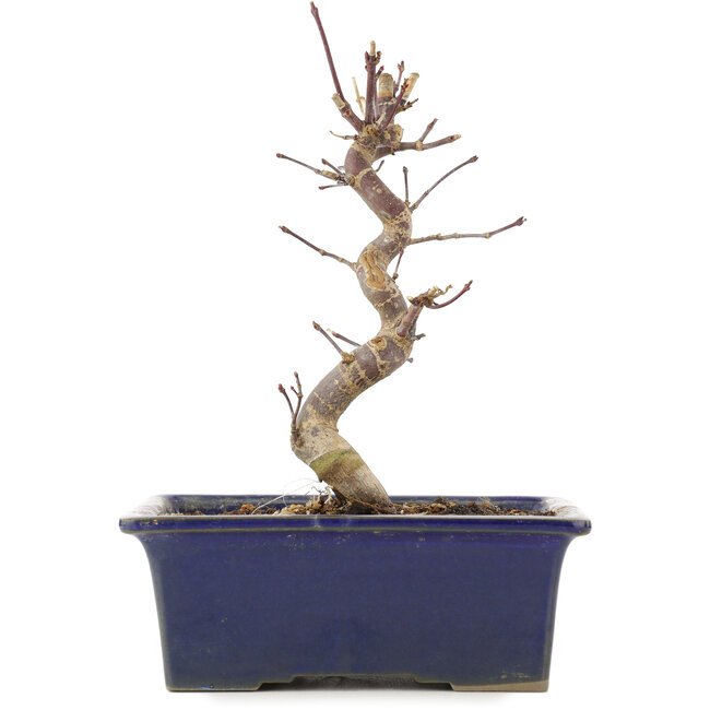 Acer palmatum Deshojo, 18,5 cm, ± 5 ans