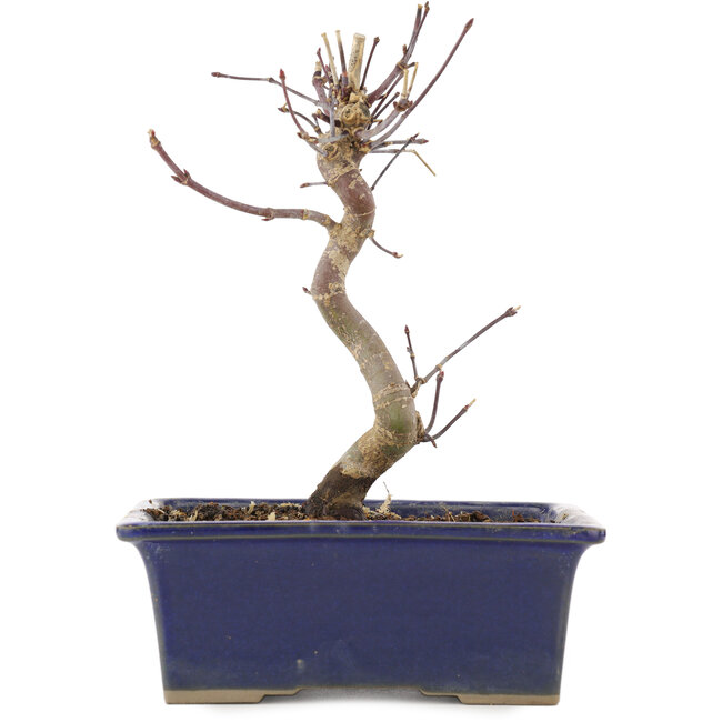 Acer palmatum Deshojo, 18 cm, ± 5 jaar oud