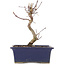 Acer palmatum Deshojo, 18 cm, ± 5 jaar oud