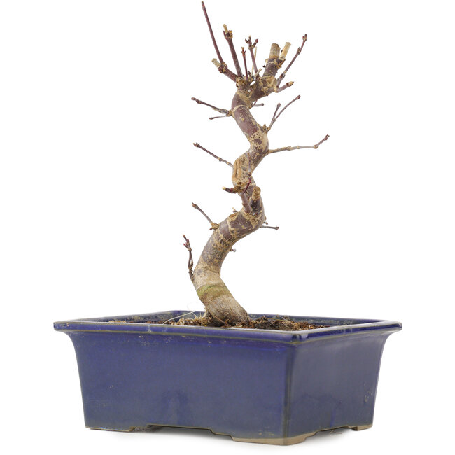 Acer palmatum Deshojo, 18,5 cm, ± 5 ans