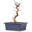 Acer palmatum Deshojo, 18,5 cm, ± 5 ans