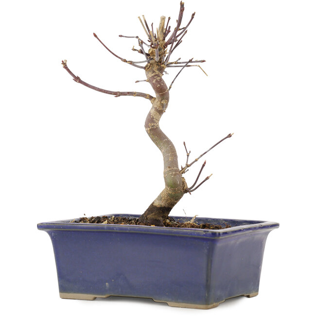 Acer palmatum Deshojo, 18 cm, ± 5 years old