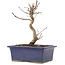 Acer palmatum Deshojo, 18 cm, ± 5 anni