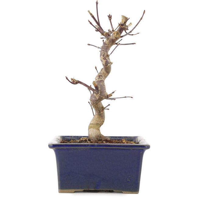 Acer palmatum Deshojo, 18,5 cm, ± 5 ans