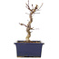 Acer palmatum Deshojo, 18,5 cm, ± 5 años