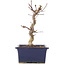 Acer palmatum Deshojo, 18,5 cm, ± 5 jaar oud