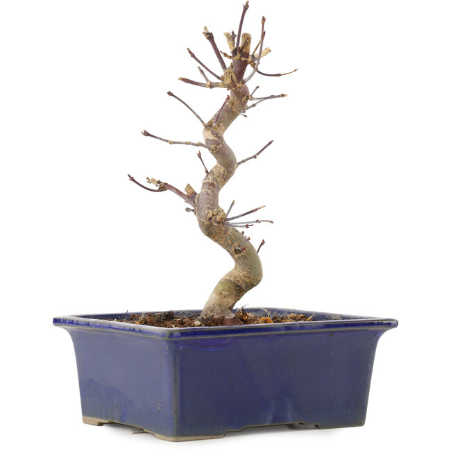 Acer palmatum Deshojo, 18,5 cm, ± 5 ans