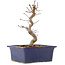 Acer palmatum Deshojo, 18,5 cm, ± 5 jaar oud
