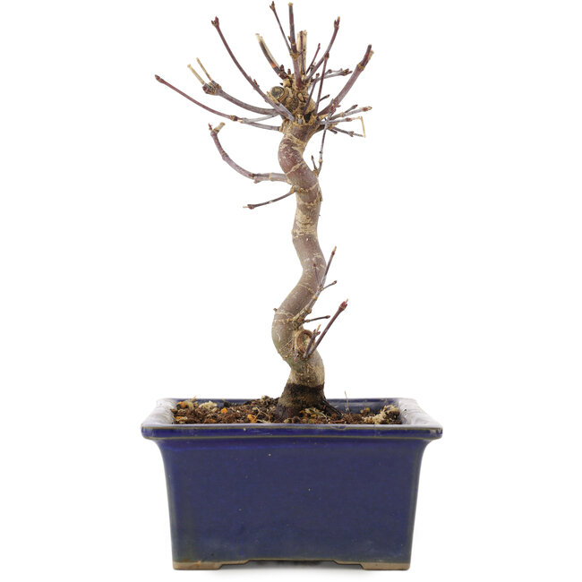 Acer palmatum Deshojo, 18 cm, ± 5 Jahre alt