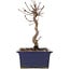 Acer palmatum Deshojo, 18 cm, ± 5 Jahre alt