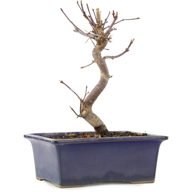 Acer palmatum Deshojo, 18 cm, ± 5 jaar oud