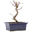 Acer palmatum Deshojo, 18 cm, ± 5 Jahre alt