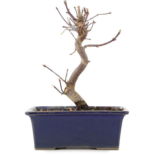 Acer palmatum Deshojo, 18 cm, ± 5 years old