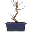 Acer palmatum Deshojo, 18 cm, ± 5 anni