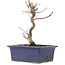 Acer palmatum Deshojo, 18 cm, ± 5 ans