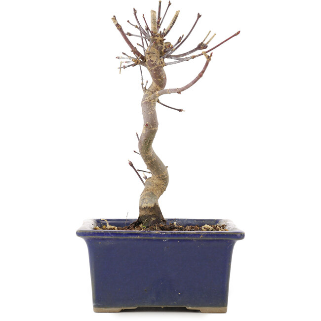 Acer palmatum Deshojo, 18 cm, ± 5 years old