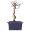 Acer palmatum Deshojo, 18 cm, ± 5 Jahre alt