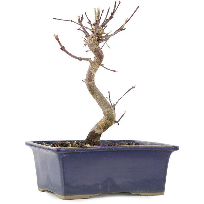 Acer palmatum Deshojo, 18 cm, ± 5 years old