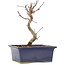 Acer palmatum Deshojo, 18 cm, ± 5 Jahre alt