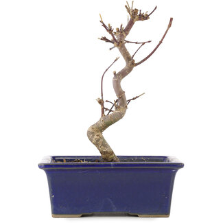 Acer palmatum Deshojo, 19,5 cm, ± 5 jaar oud