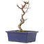 Acer palmatum Deshojo, 19,5 cm, ± 5 anni