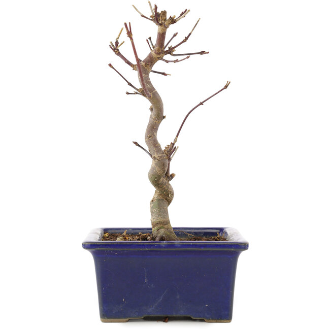 Acer palmatum Deshojo, 19,5 cm, ± 5 años