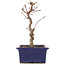 Acer palmatum Deshojo, 19,5 cm, ± 5 jaar oud