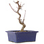 Acer palmatum Deshojo, 19,5 cm, ± 5 jaar oud